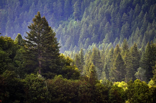 Forest Rain Storm Drops Falling Lush Trees — Stock Photo, Image