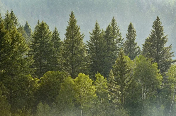 Tormenta Lluvia Forestal Con Gotas Cayendo Árboles Exuberantes — Foto de Stock