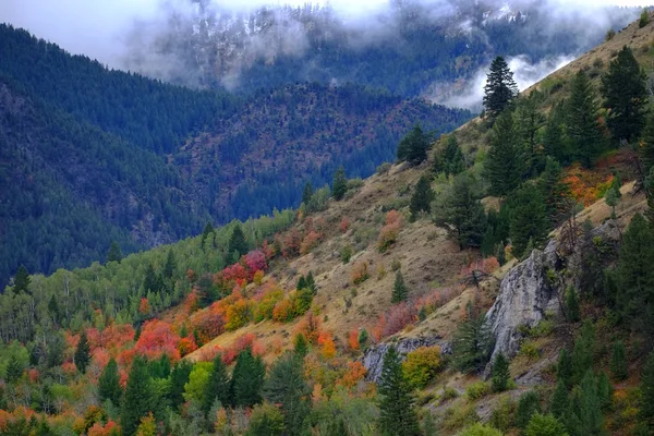 Forest Bergen Herfst Najaar Rood Oranje Pijnbomen — Stockfoto