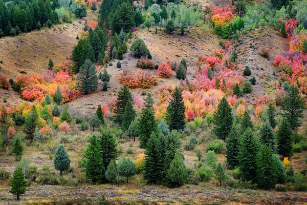 Δάσος Στα Βουνά Φθινόπωρο Πτώση Κόκκινο Πορτοκαλί Και Πεύκα — Φωτογραφία Αρχείου