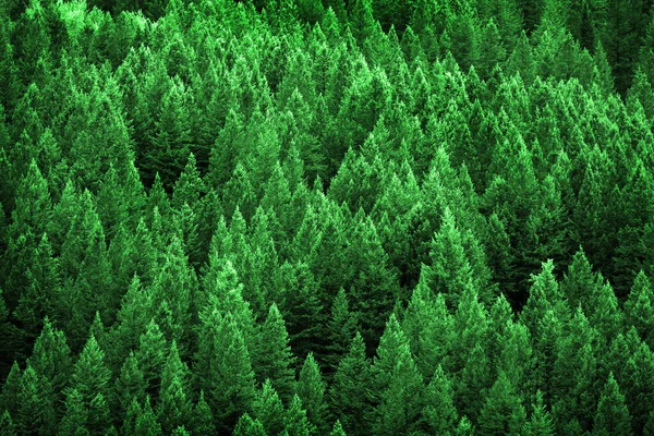 Pine forest in wilderness mountains pine trees new growth