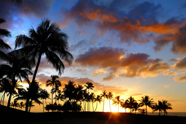 Silueta Palmeras Tropicales Silueta Atardecer Del Amanecer —  Fotos de Stock