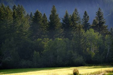 Çam ormanı vahşi dağlar çam ağaçları büyüme yeşil yeşillik tahıl alan tarım yeni