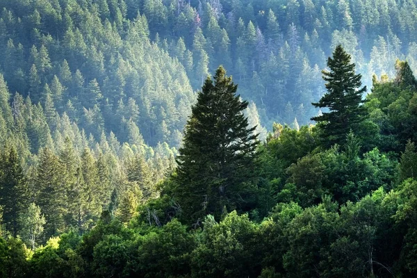 Bosque Pinos Desierto Montañas Pinos Nuevo Crecimiento Verde Verdor — Foto de Stock