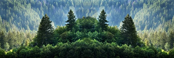 Kiefernwald Der Wildnis Berge Kiefern Neues Wachstum Grünes Grün — Stockfoto