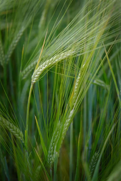 穀物畑小麦の成長農業の畑農業の緑 — ストック写真