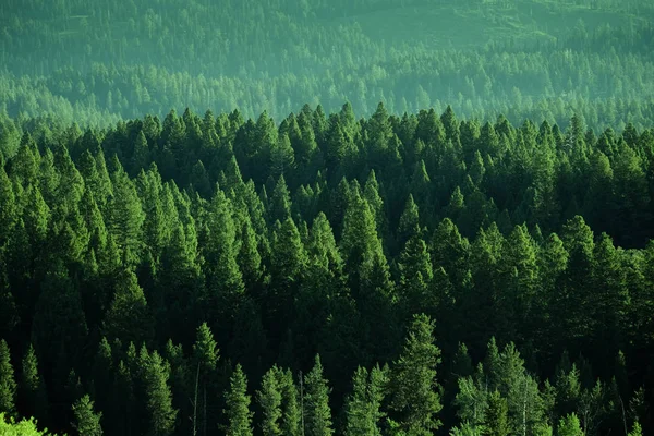 Erdő Vadonban Hegyek Zöld Növekedés — Stock Fotó