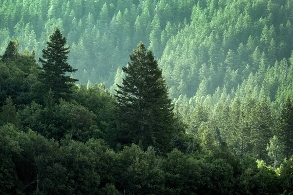 荒野の山の松の森松の木の新しい成長緑 — ストック写真