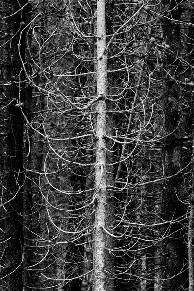 Wald Der Kiefern Glieder Und Äste Der Wildnis — Stockfoto