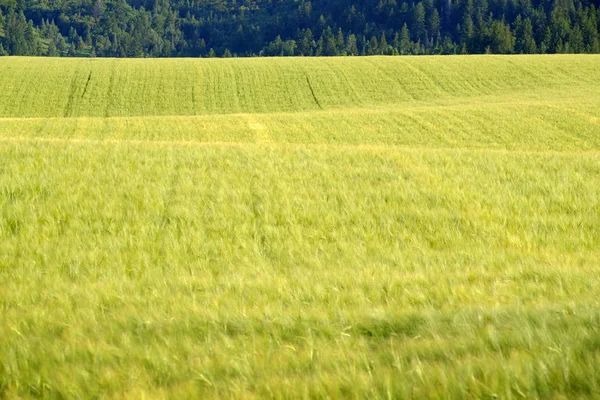 Kiefernwald Der Wildnis Berge Kiefern Neues Wachstum Grün Getreidefeld Landwirtschaft — Stockfoto