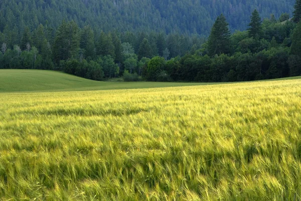 Tallskogen Vildmarken Bergen Tall Träd Nya Tillväxt Gröna Grönska Korn — Stockfoto