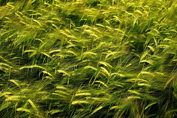 Tahıl Tarlası Buğday Yetiştirme Tarlası Tarım Yeşili Yetiştiriyor — Stok fotoğraf