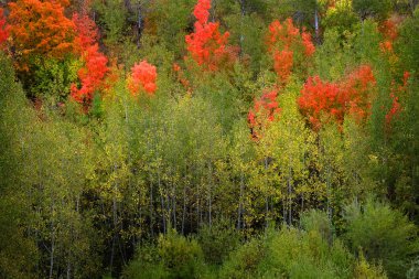 Renkli yaprakları ve beyaz gövde ile sonbahar sonbahar huş ağacı