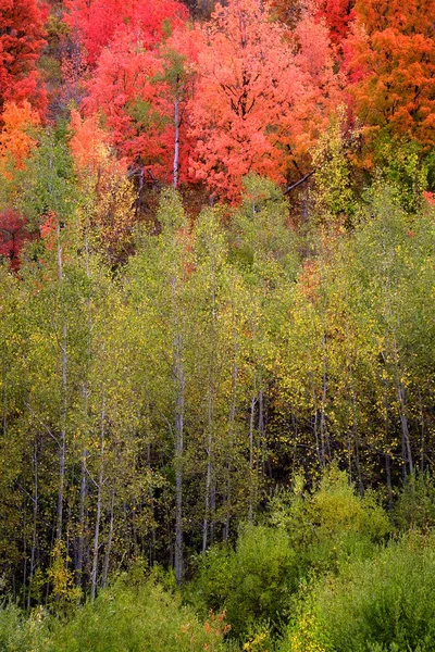 Podzim Podzim Břízy Barevnými Listy Bílé Kufr — Stock fotografie