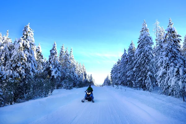 Snowmobiling Havas Hegyi Úton Hóval Borított Fenyőfákkal Vadonban — Stock Fotó