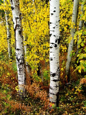 Sonbahar huş ağaçları sonbahar yaprakları arka plan detayları ile