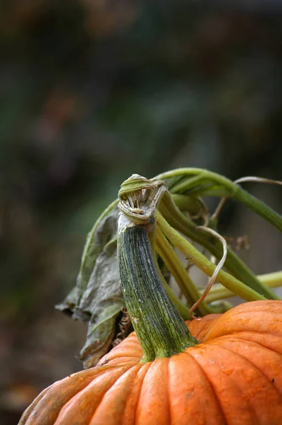 秋の収穫のための塀によって庭で育つカボチャ — ストック写真