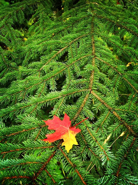 Kırmızı Mape Yaprak Yeşil Çam Ağacı Dalına Sonbaharda Dinlenme — Stok fotoğraf
