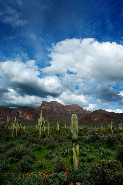Arizona Desert Superstition Mountains Wilderness Cactus Cacti Clouds — Stock Photo, Image