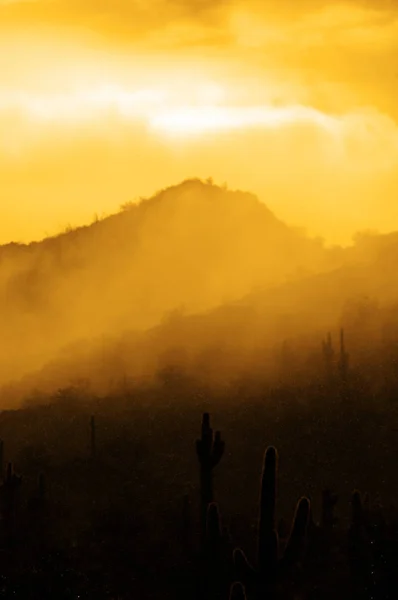 Regnar Arizona Öknen Med Berg Och Cactus Solsken — Stockfoto