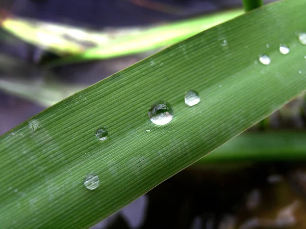 新鮮な水が雨の滴で成長する草 — ストック写真