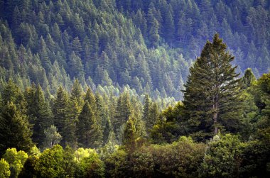 Düşen Damlalarla ve gür ağaçlarla Orman Yağmuru Fırtınası