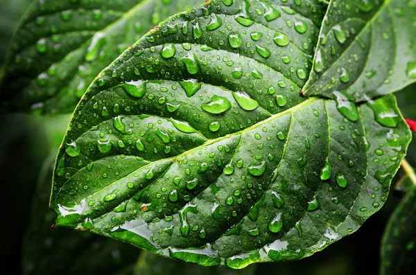 葉と植物の暴風雨と雨の滴 — ストック写真