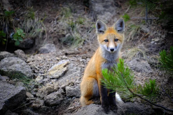 Dziki Fox Pobliżu Den Puszczy Zwierząt Ogon Uszy — Zdjęcie stockowe