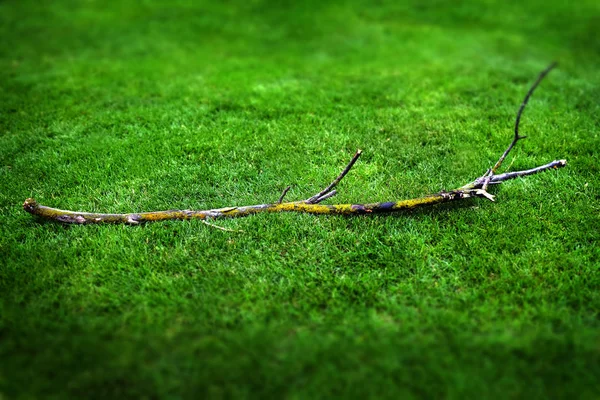 Broken Branch Lush Green Growing Grass Old Limb Fallen Tree — Stock Photo, Image