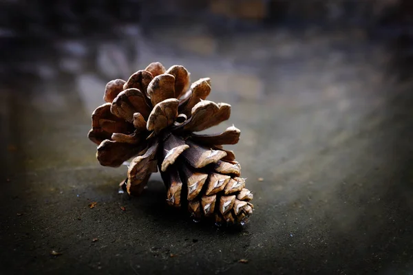 Pinecone Fenyőtoboz Víz Nedves Elmélkedés Vadonban Élesség — Stock Fotó