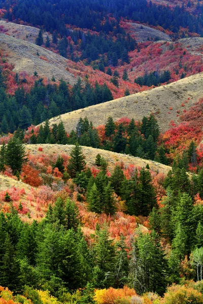 メープル松木ゴールド オレンジ赤と緑から紅葉秋山 — ストック写真