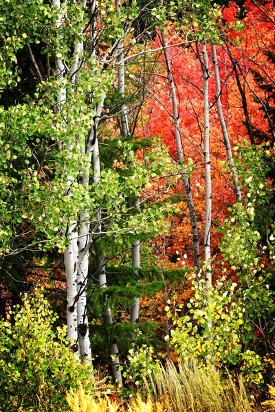 Σημύδα Aspen Δέντρα Μέσα Καταπράσινο Τοπίο Στα Βουνά Στο Φθινόπωρο — Φωτογραφία Αρχείου