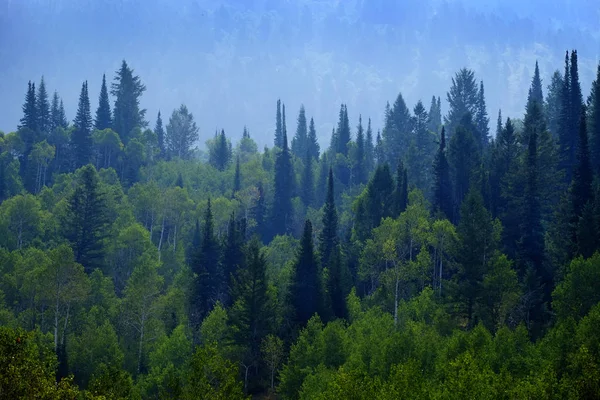 山林中的松林景观如郁郁葱葱的绿色生长枝叶 — 图库照片