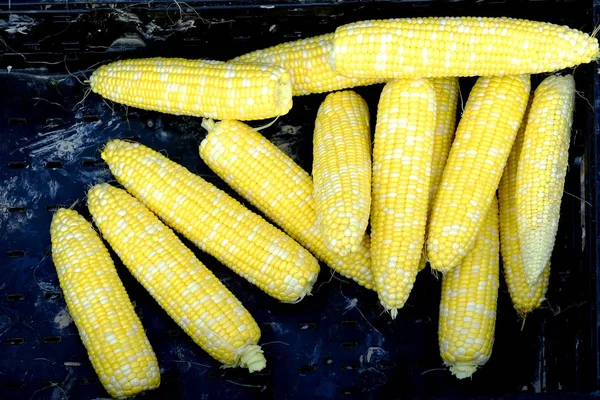 Fresh Ears Ripe Corn Cob Pile Market Sale Produce — Stock Photo, Image