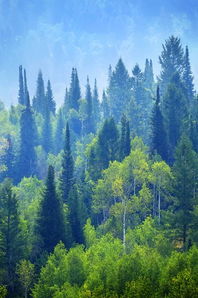 Fenyőerdő Hegyek Tájon Buja Zöld Növekedés Lombozat — Stock Fotó