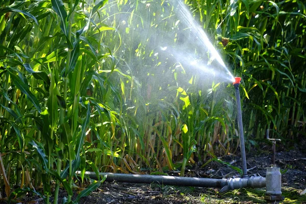 Sprinker Irrigazione Colture Mais Verdi Rigogliosi Cereali Campo — Foto Stock