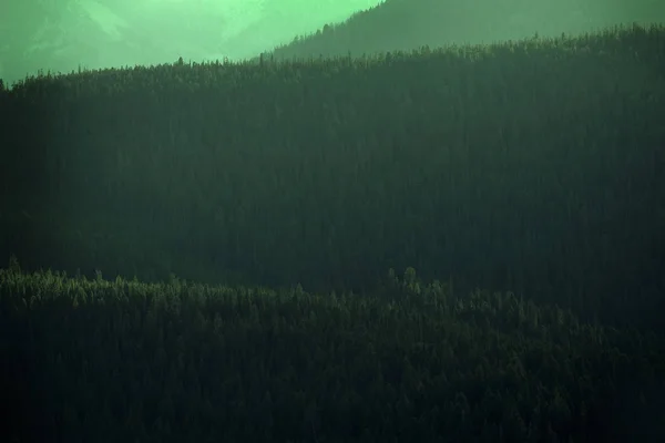 Sosnowe Drzewa Leśne Góry Dzikie Światło — Zdjęcie stockowe
