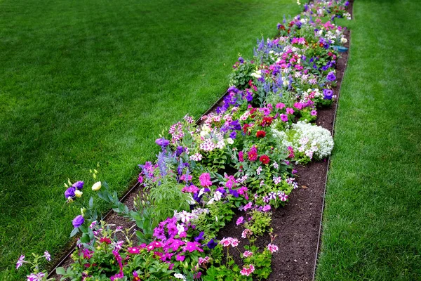 Цветочный Сад Дворе Зеленой Травой — стоковое фото