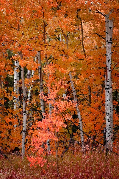 Aspen Bétula Árvores Outono Queda Floresta Deserto — Fotografia de Stock