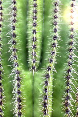 Kaktüs kaktüsler spines ve dikenleri ile sıcak çölde