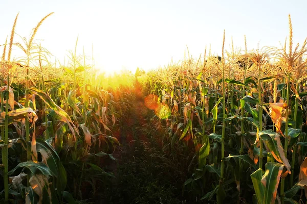 Coltivazione Granturco Campo Cerealicolo — Foto Stock