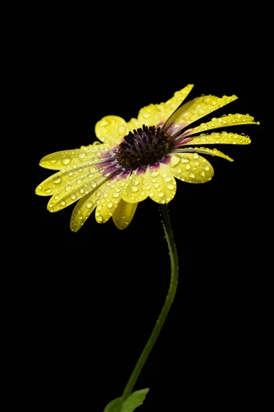 Yellow Daisy Flower Garden Spring Fresh Water Drops — Stock Photo, Image