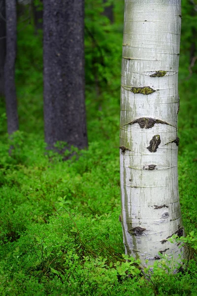 Betulla Aspen Foresta Con Crescita Verde — Foto Stock
