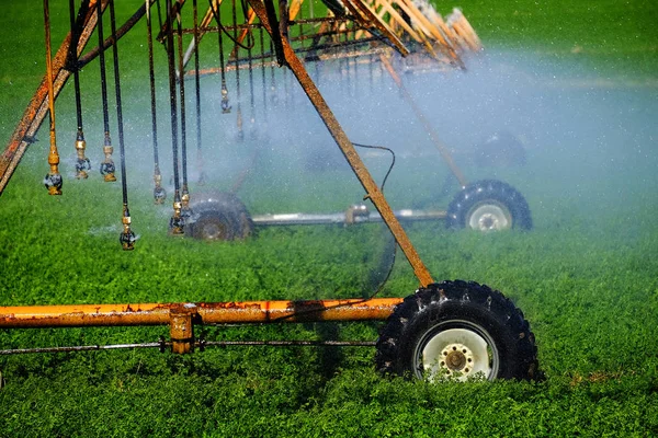 Sprinkers Irrigating Crops Green Lush Field Farming Grains Water Spraying — Stock Photo, Image
