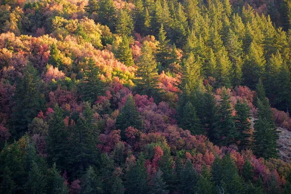 Cores Queda Árvores Florestais Deserto Outono Montanhas Plantas — Fotografia de Stock