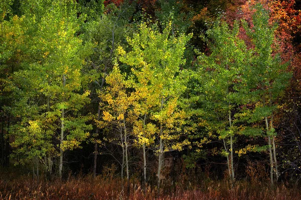 Autunno Pioppo Tremulo Caduta Colori Foglie Oro Bianco Tronco Corteccia — Foto Stock