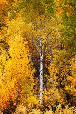 Sonbahar kavak ağaçları renk değiştiriyor altın yapraklar ve beyaz gövde kabuğu