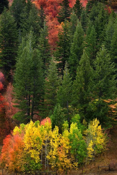 Herbst Espen Herbst Farben Goldene Blätter Und Weiße Stammrinde Ahorn — Stockfoto