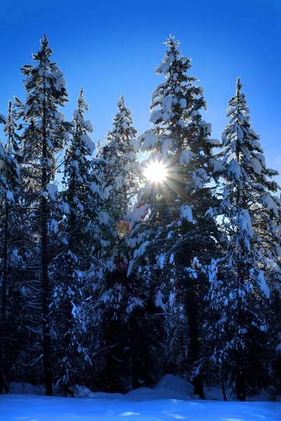 Cena Inverno Pinheiros Floresta Nevada Com Shunshine Céu Azul — Fotografia de Stock