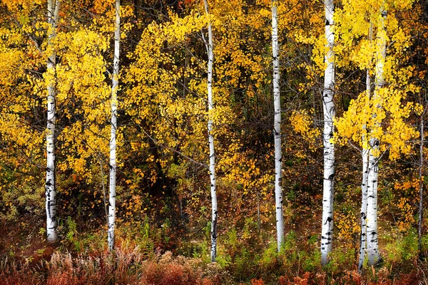 Осенняя Осина Деревья Падают Цвета Золотые Листья Кора Белого Ствола — стоковое фото